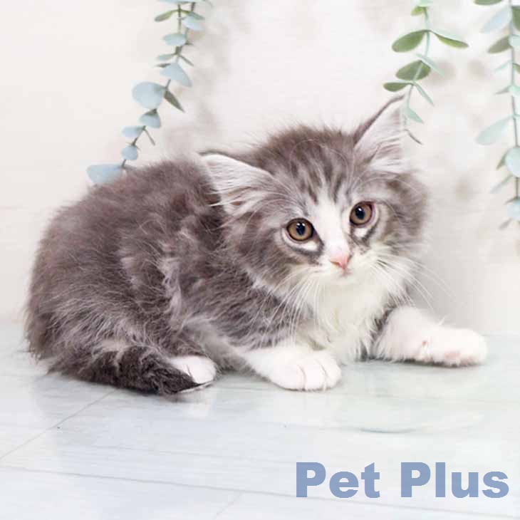 大阪府のノルウェージャンフォレストキャット (ペットプラス 鶴見店/2026年2月25日生まれ/男の子/シルバークラシックタビーホワイト)の子猫の2枚目の画像