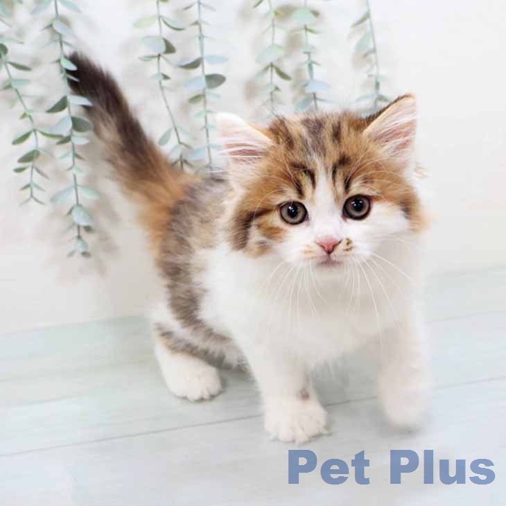 ラガマフィンの写真2