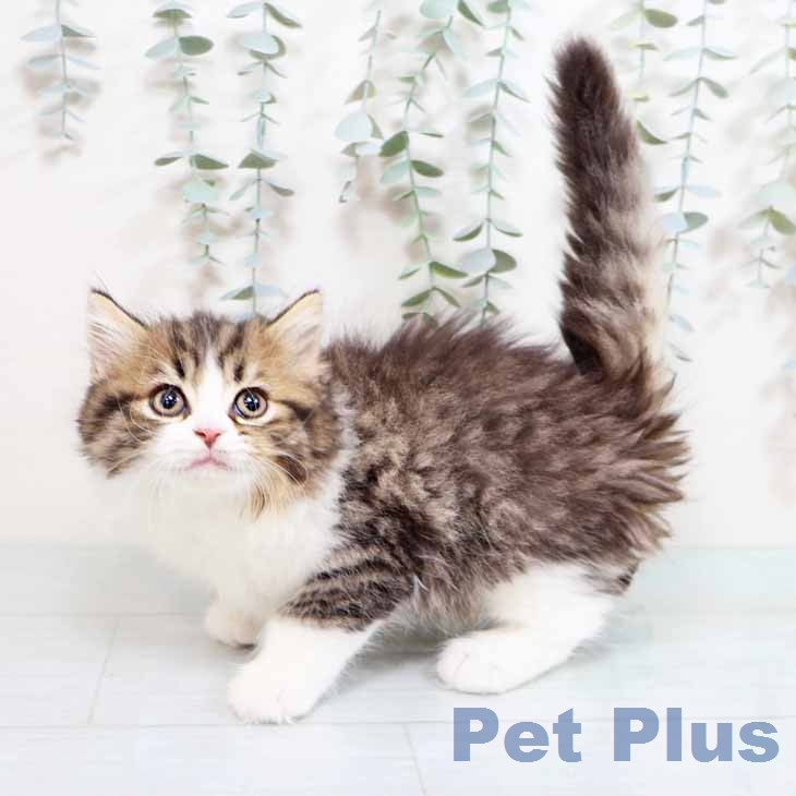 ラガマフィンの写真2