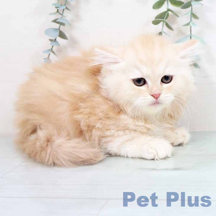 大阪府のラガマフィン (ペットプラス イオン大日店/2026年2月23日生まれ/女の子/レッドタビーホワイト)の子猫の1枚目の画像