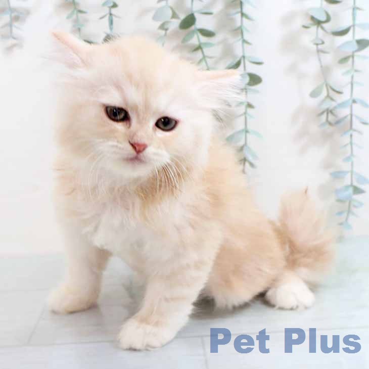 大阪府のラガマフィン (ペットプラス イオン大日店/2026年2月23日生まれ/女の子/レッドタビーホワイト)の子猫の2枚目の画像
