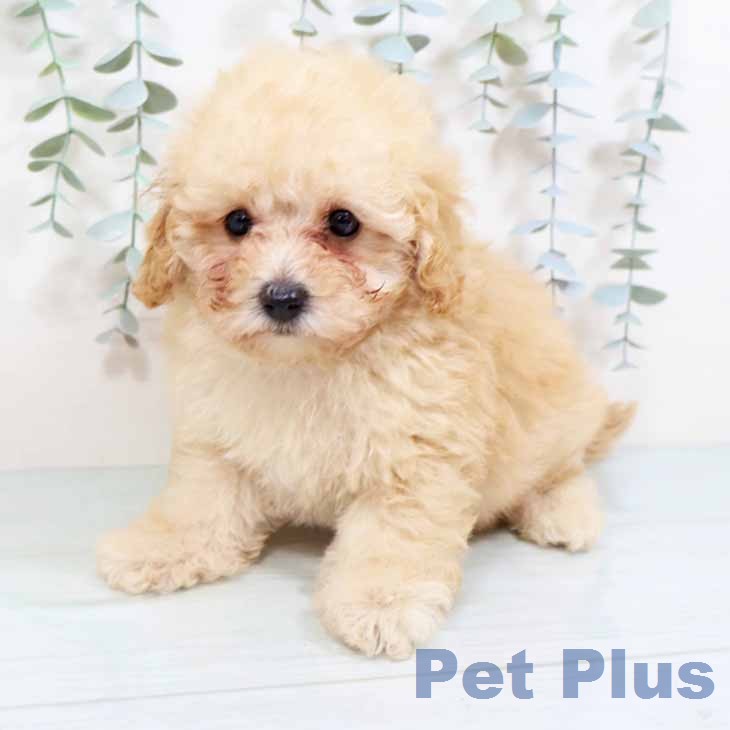 トイ・プードル