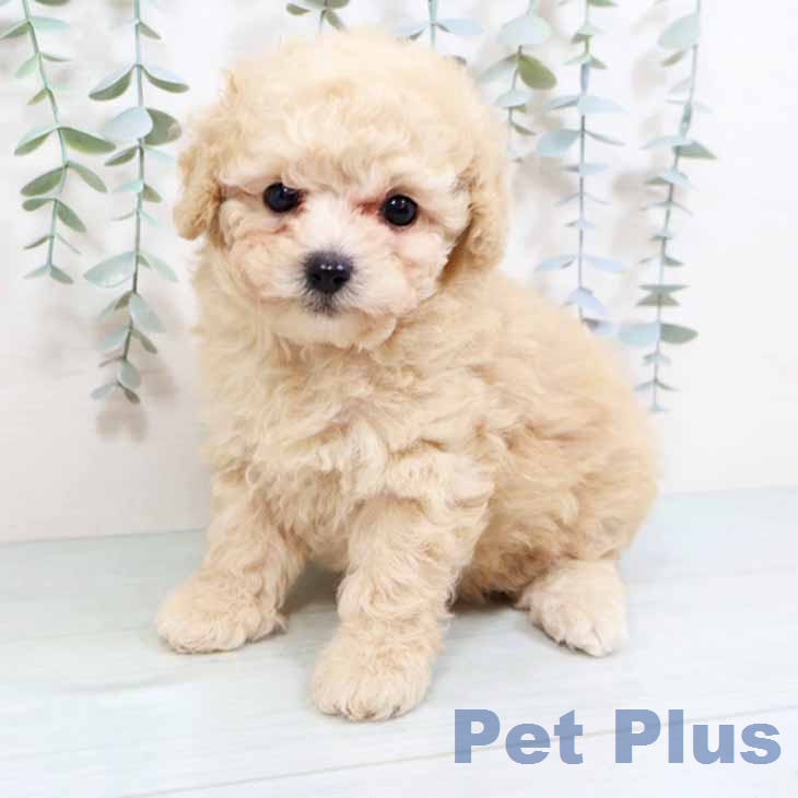 トイ・プードル