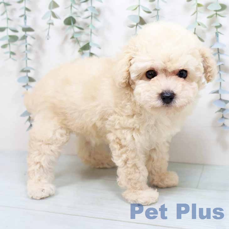 トイ・プードル