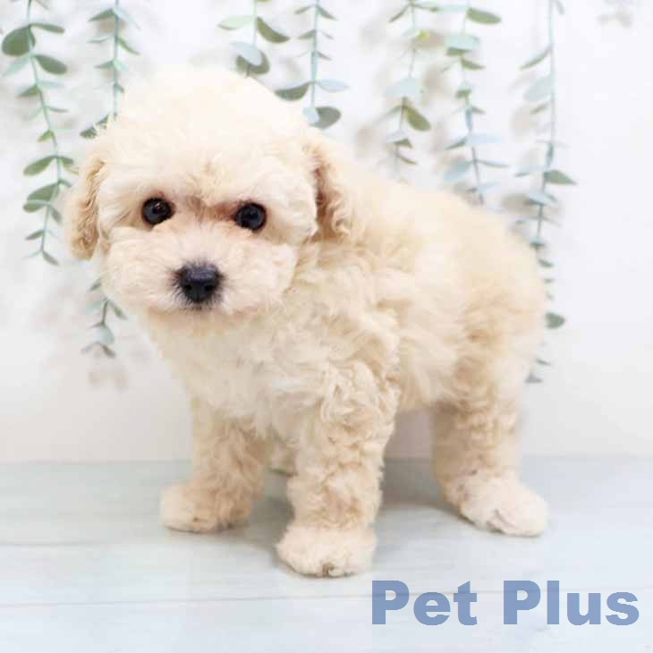 トイ・プードルの写真2