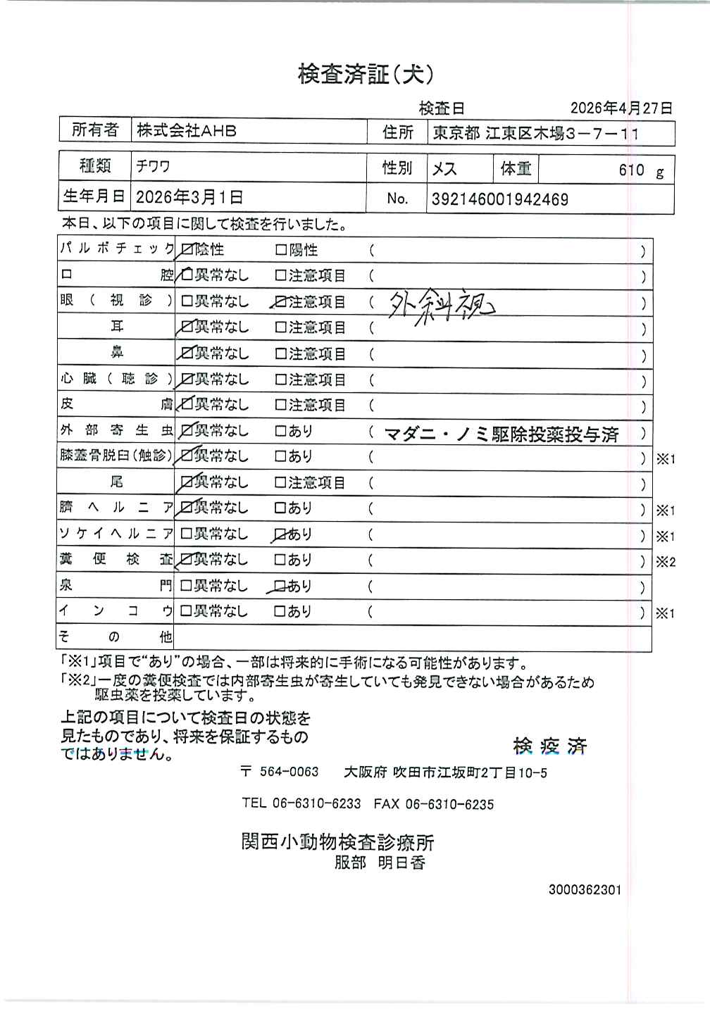 チワワ