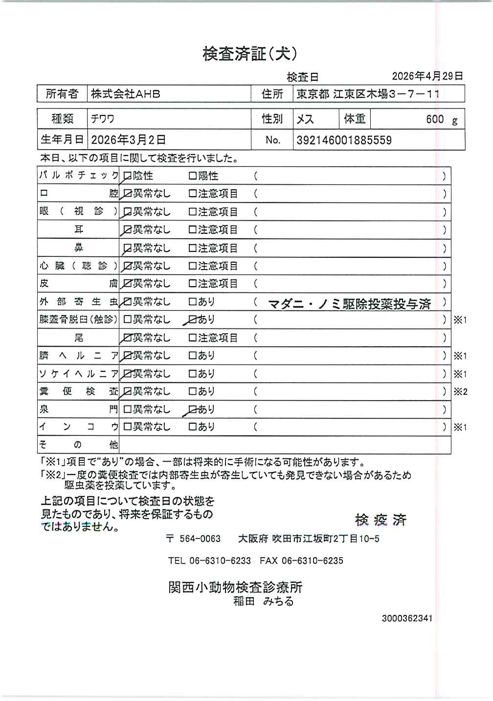 チワワ