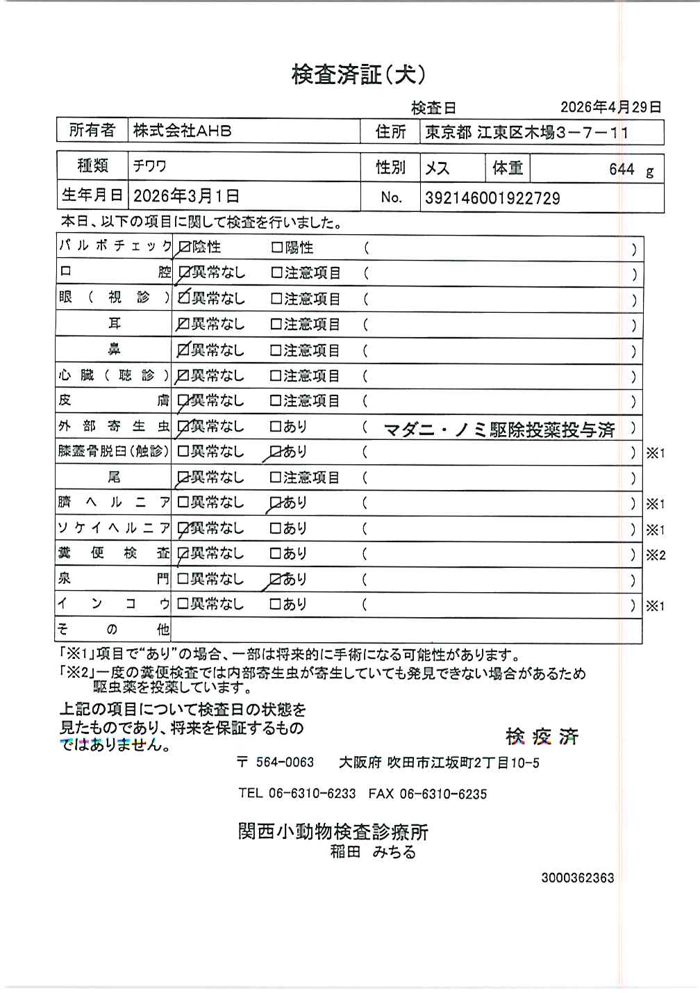 チワワ