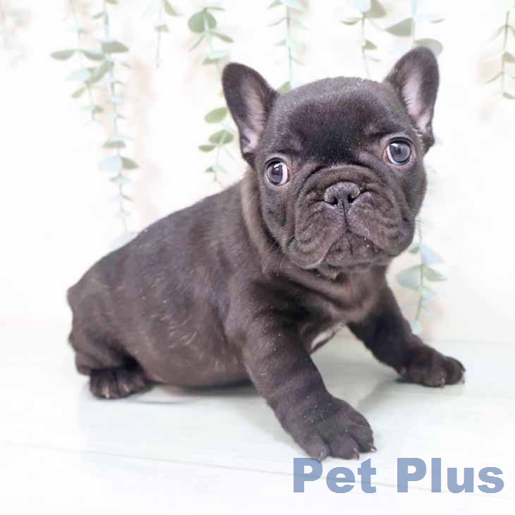 フレンチ・ブルドッグ
