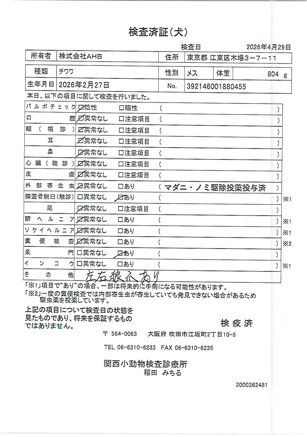 チワワ
