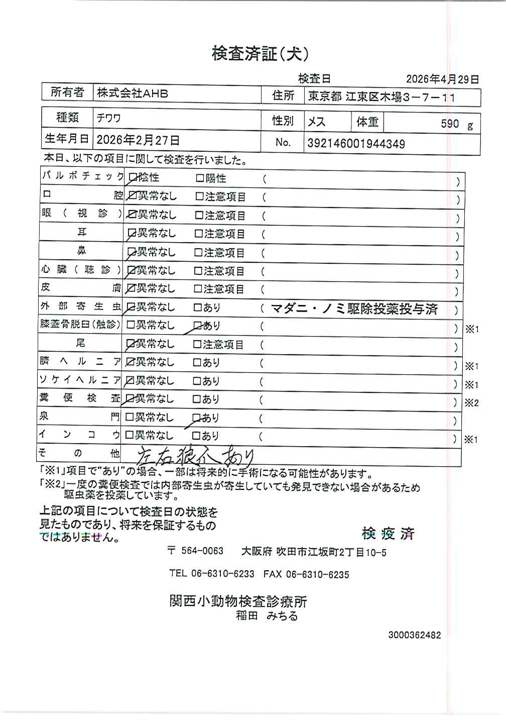 チワワ