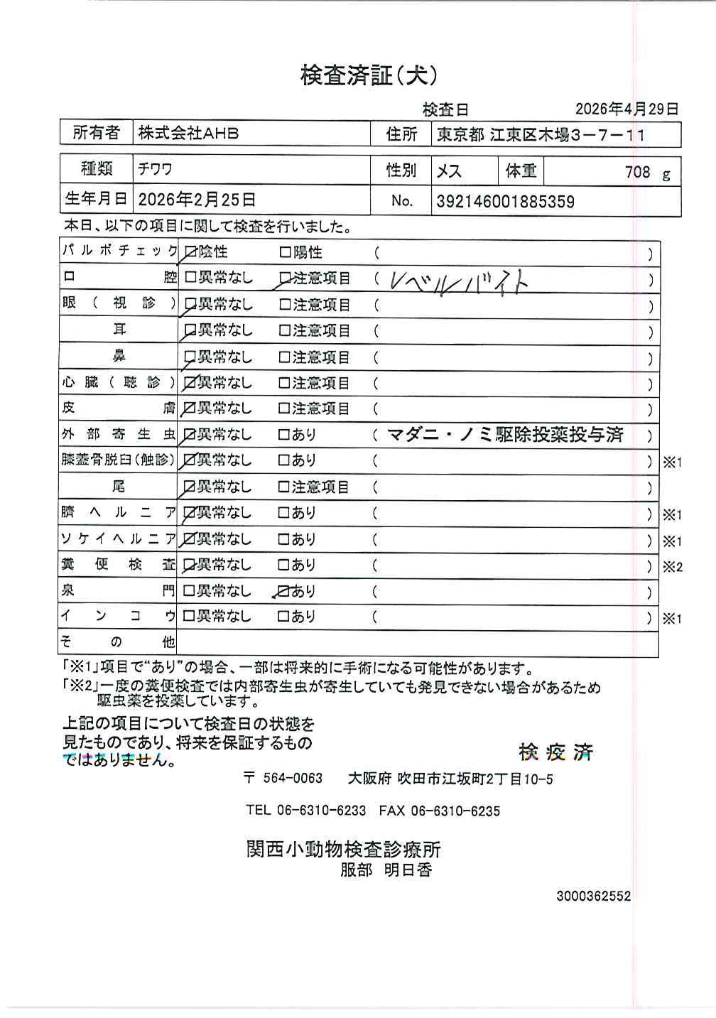 チワワ