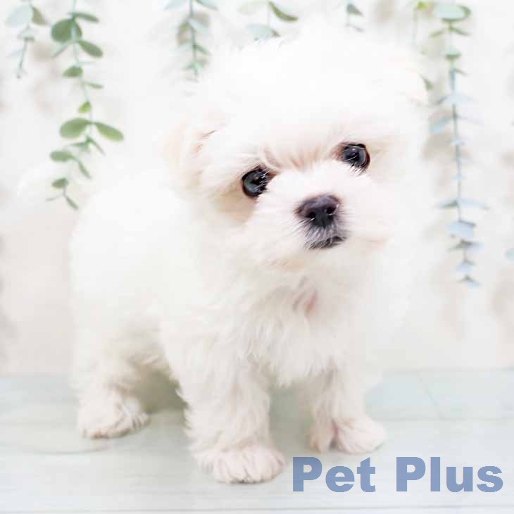京都府のマルチーズ (ペットプラス 京都桂川店/2026年3月4日生まれ/男の子/ホワイト)の子犬の1枚目の画像