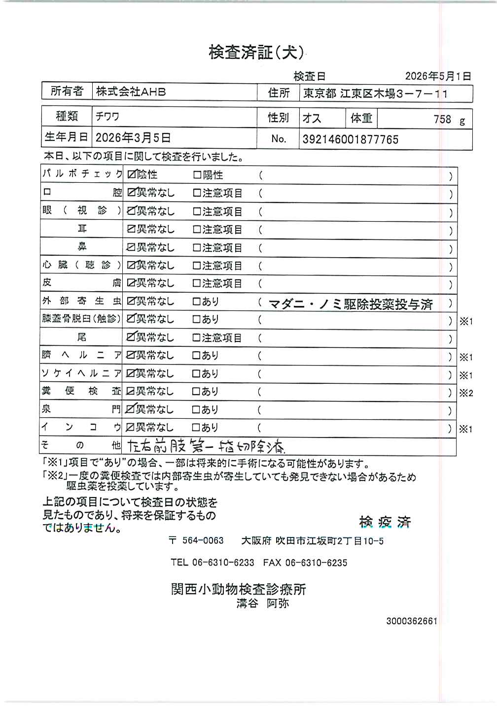 チワワ
