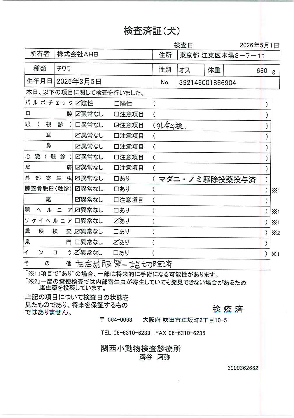 チワワ