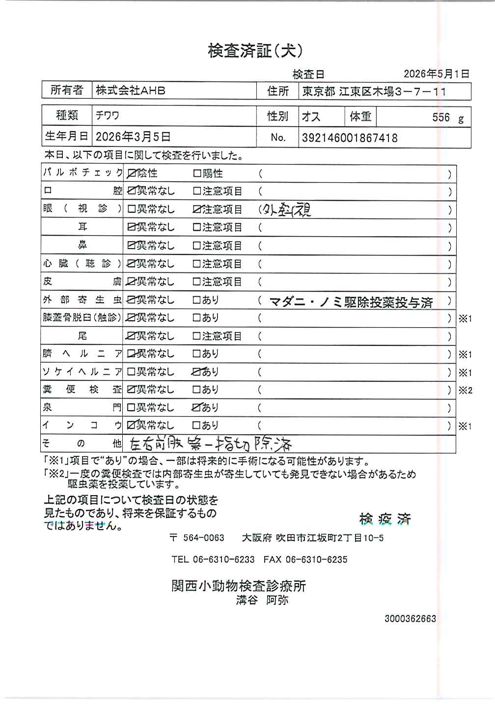 チワワ