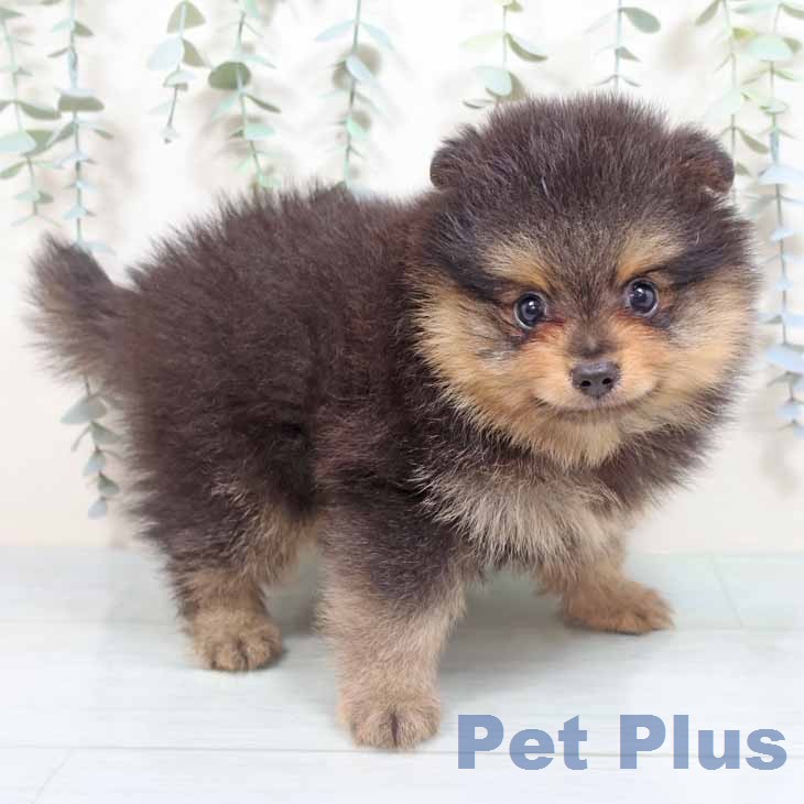 大阪府のポメラニアン (ペットプラス イオン大日店/2026年3月4日生まれ/男の子/ブラックタン)の子犬