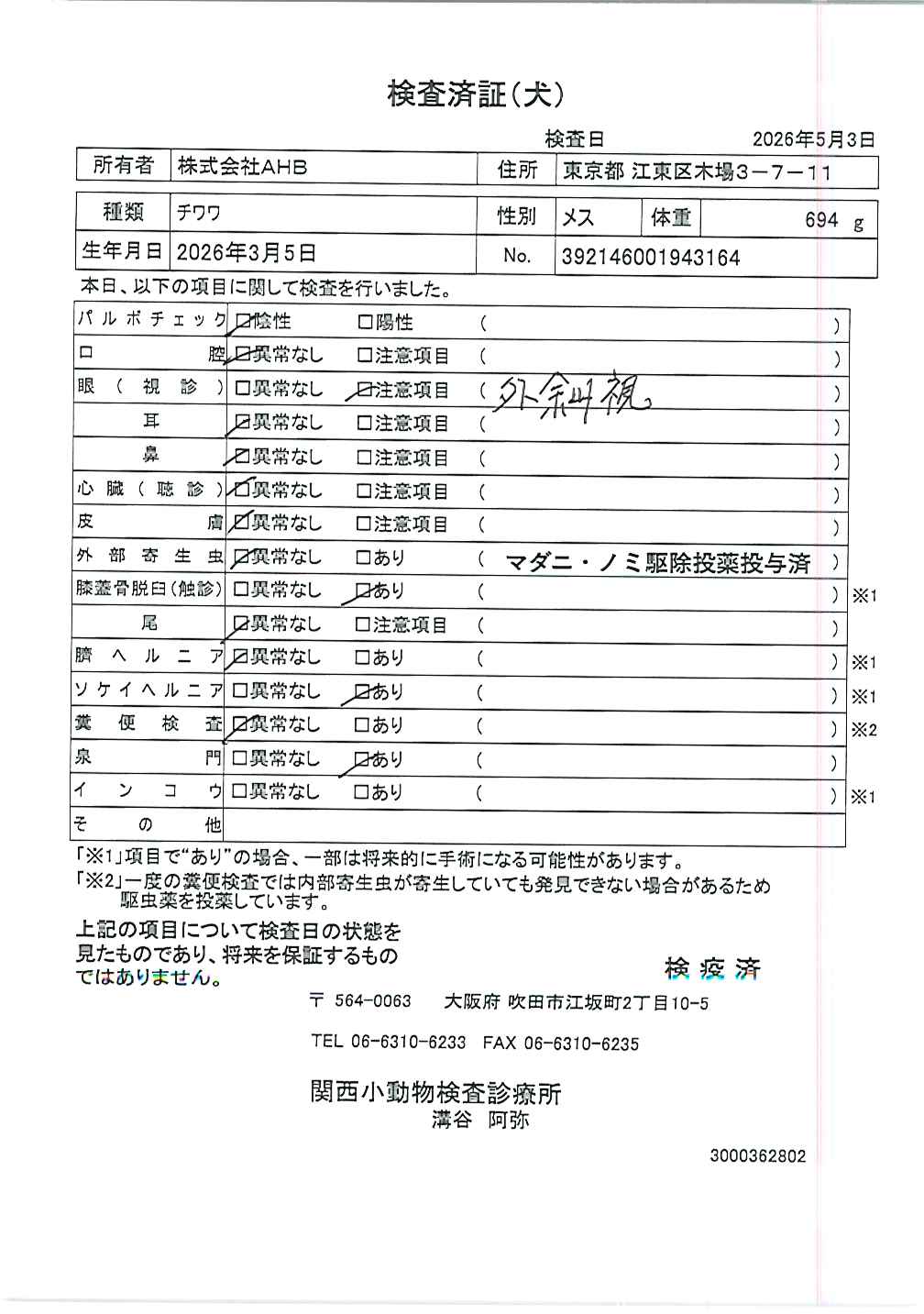 チワワ
