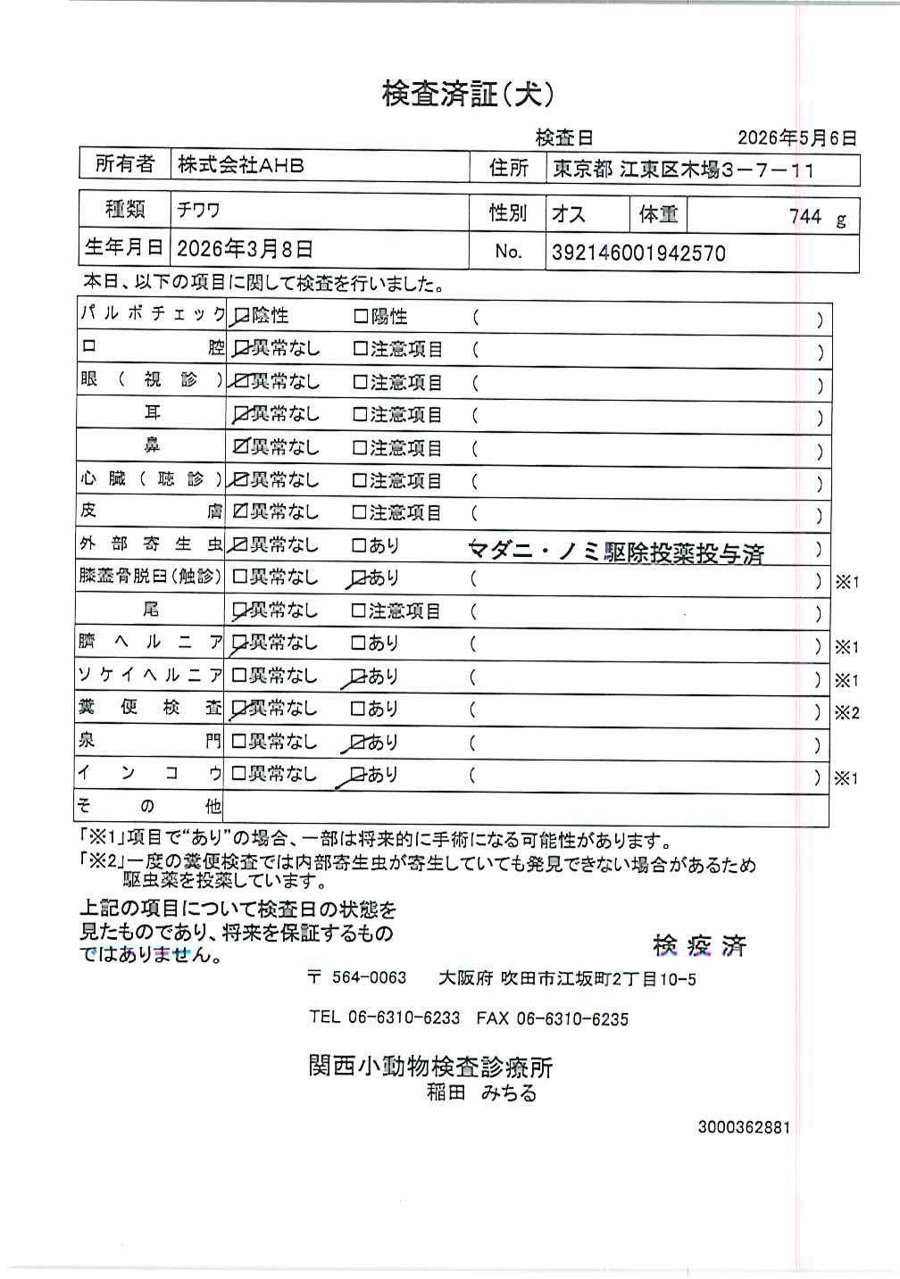 チワワ