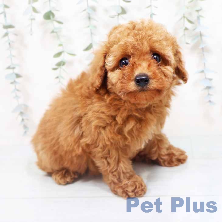 兵庫県のトイプードル(トイ) (ペットプラス 明石店/2026年3月5日生まれ/女の子/オレンジフォーン)の子犬