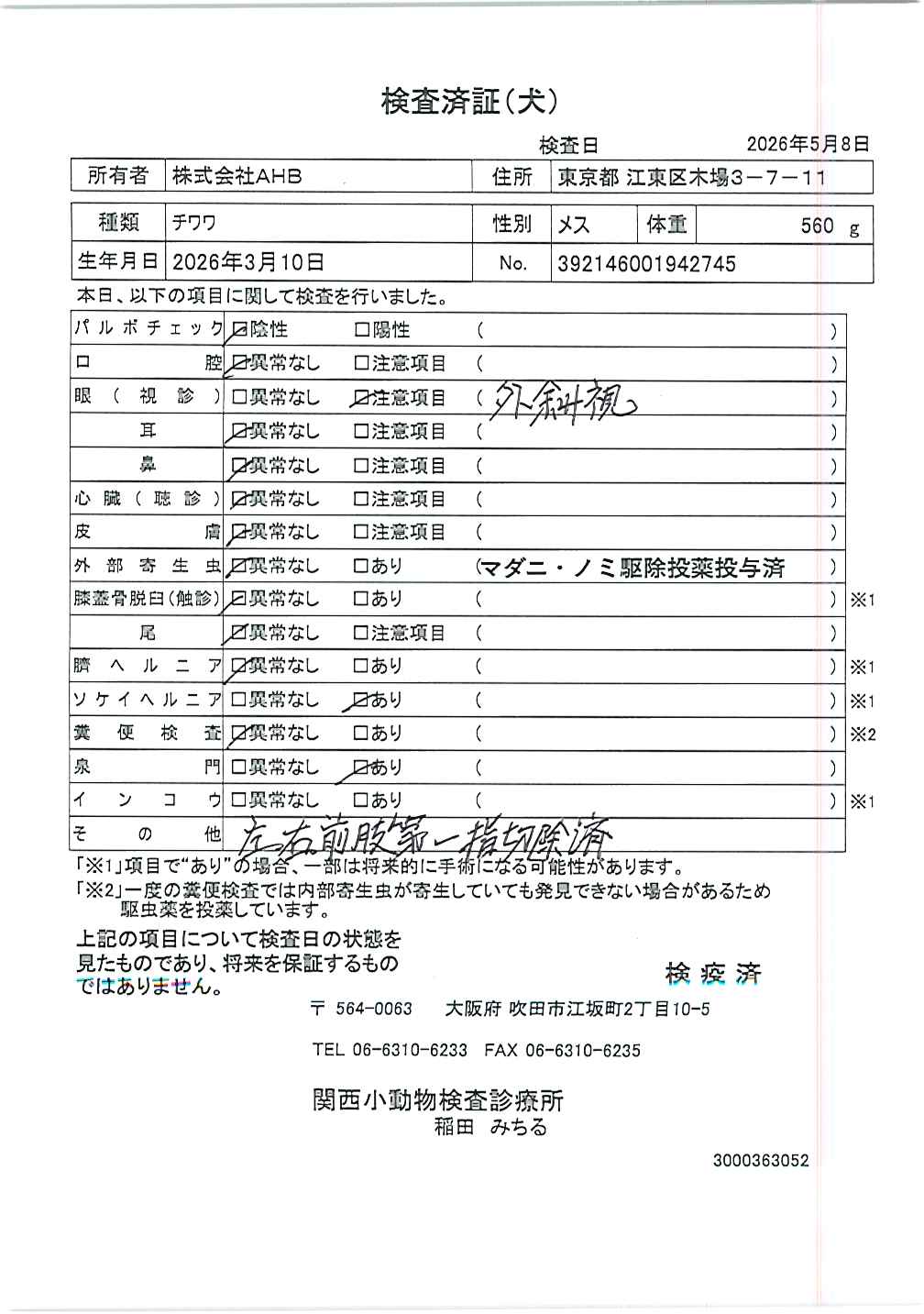 チワワ