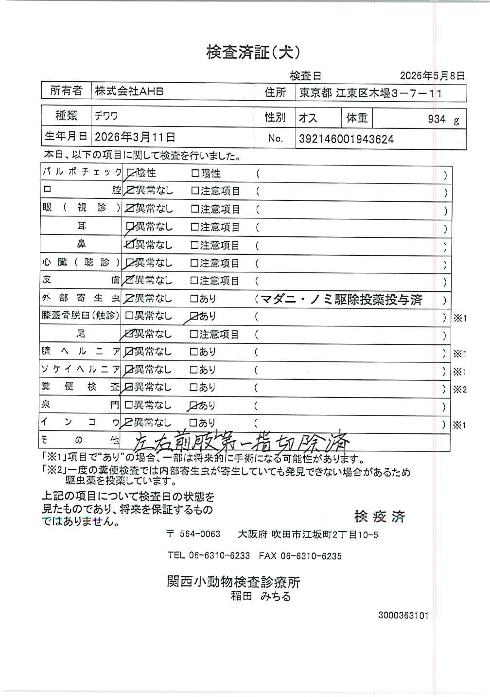 チワワ
