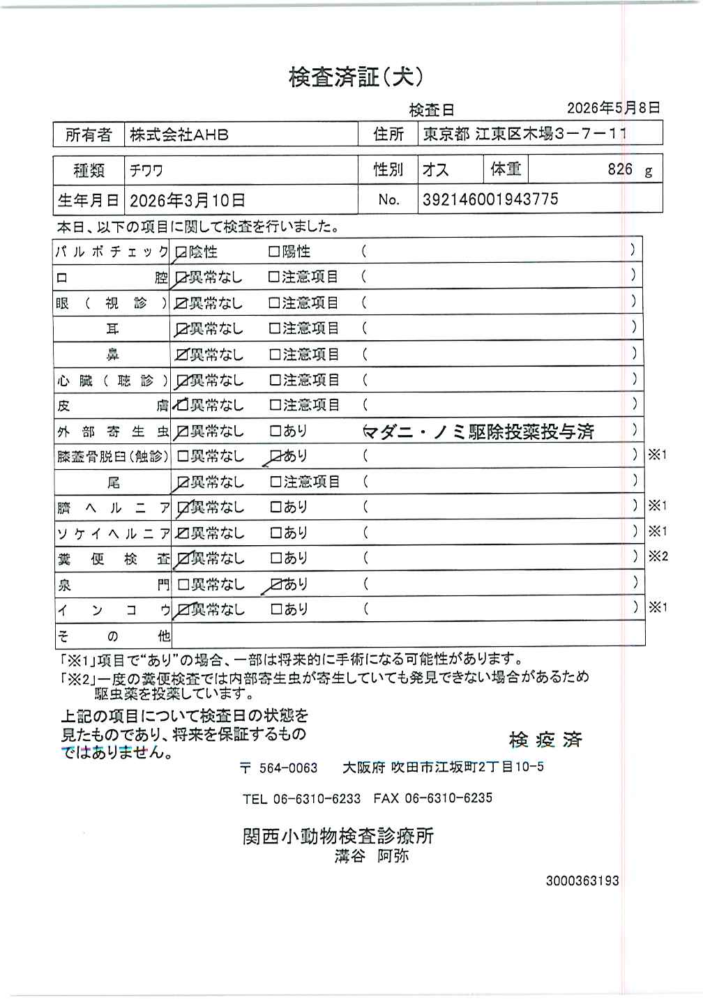 チワワ