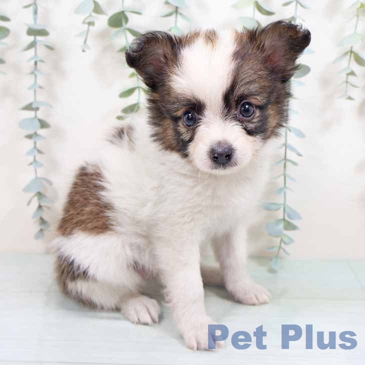 新潟県のパピヨン (ペットプラス 新潟南店/2026年3月12日生まれ/男の子/レッドホワイト)の子犬の2枚目の画像