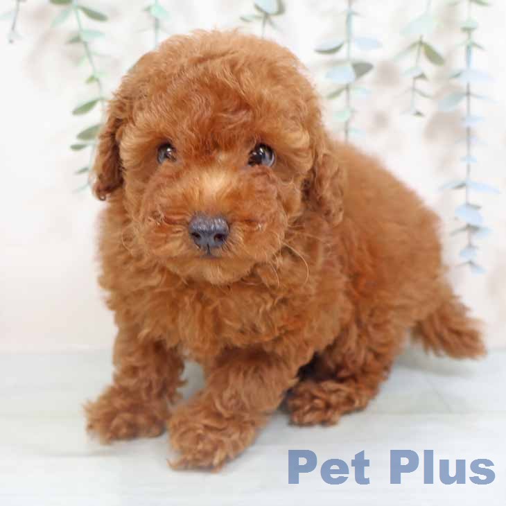 大阪府のトイプードル(トイ) (ペットプラス 松原店/2026年3月7日生まれ/女の子/レッド)の子犬