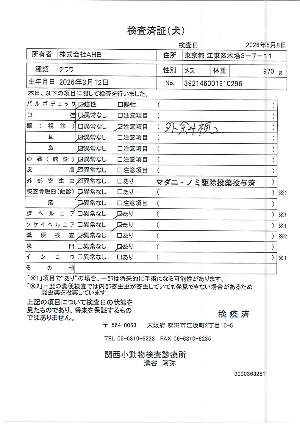 チワワ
