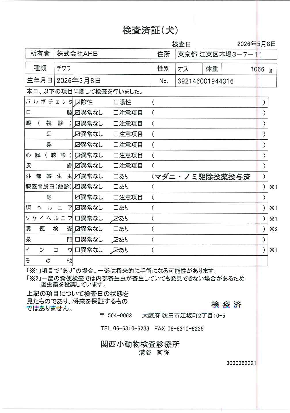 チワワ