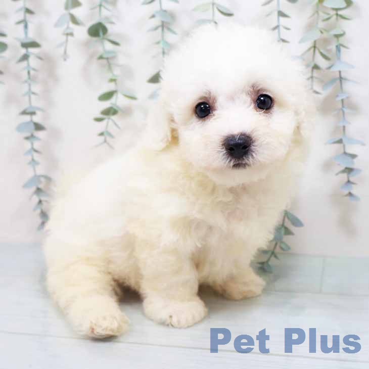 新潟県のビションフリーゼ (ペットプラス 新潟南店/2026年3月12日生まれ/男の子/ホワイト)の子犬の1枚目の画像