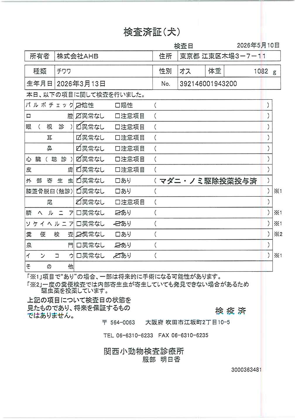 チワワ