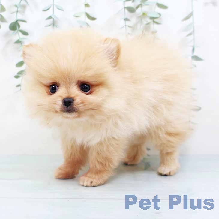 ポメラニアン