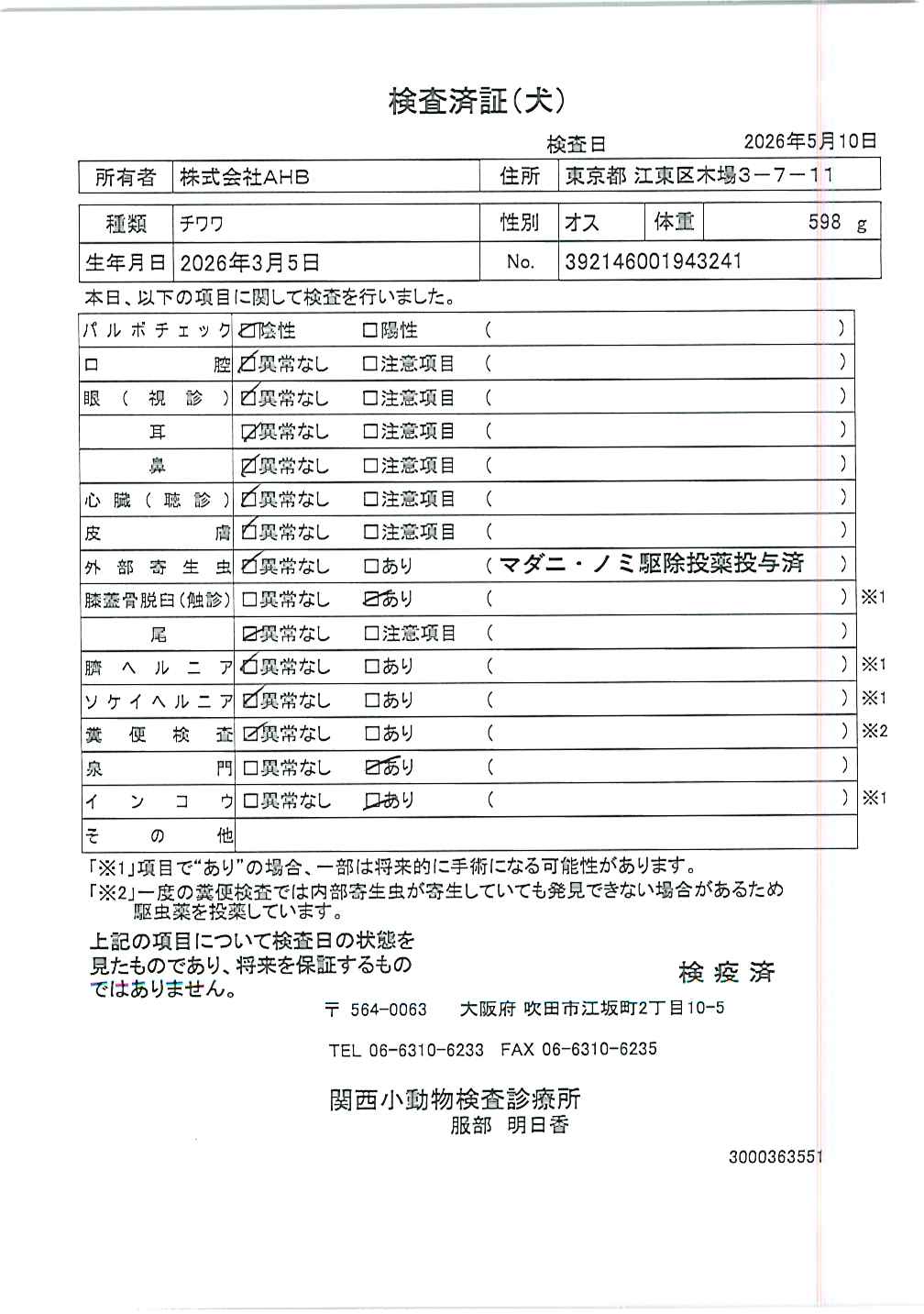 チワワ