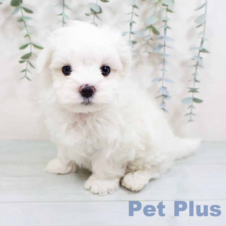 新潟県のマルチーズ (ペットプラス 新潟南店/2026年3月11日生まれ/男の子/ホワイト)の子犬の1枚目の画像