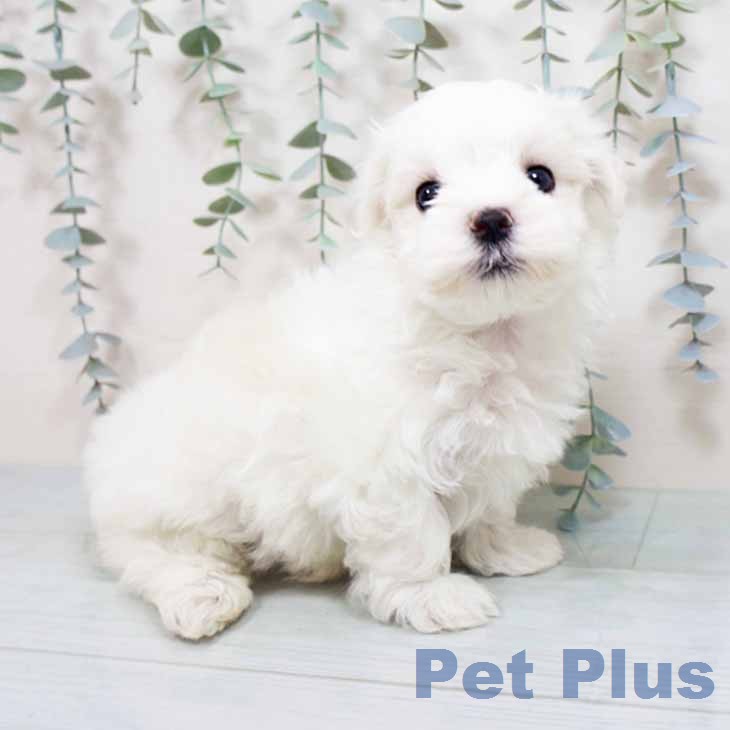 新潟県のマルチーズ (ペットプラス 新潟南店/2026年3月11日生まれ/男の子/ホワイト)の子犬の2枚目の画像