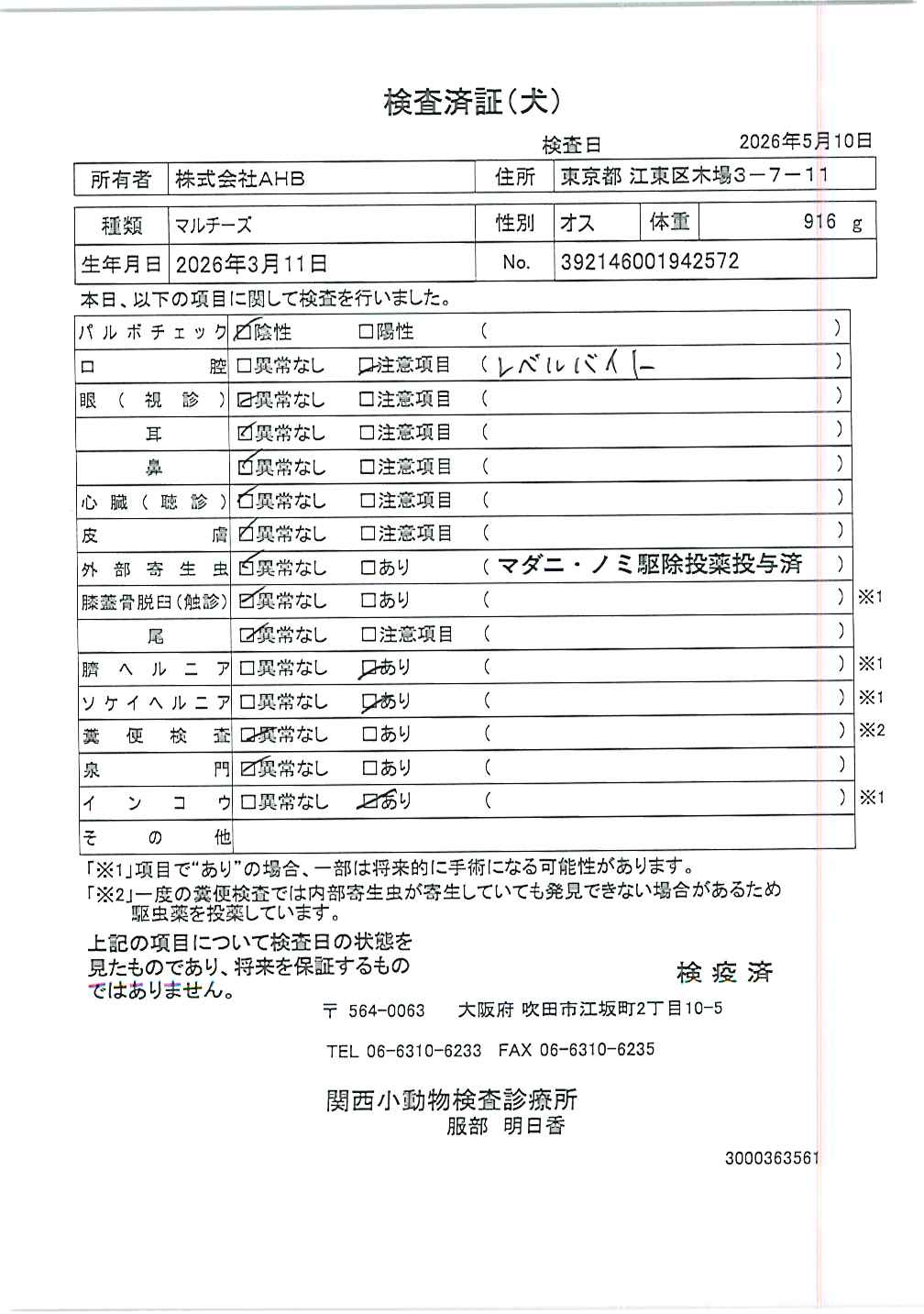 マルチーズ