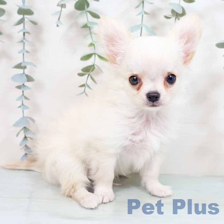 大阪府のチワワ(ロング) (ペットプラス 四條畷店/2026年3月12日生まれ/男の子/クリーム)の子犬の2枚目の画像