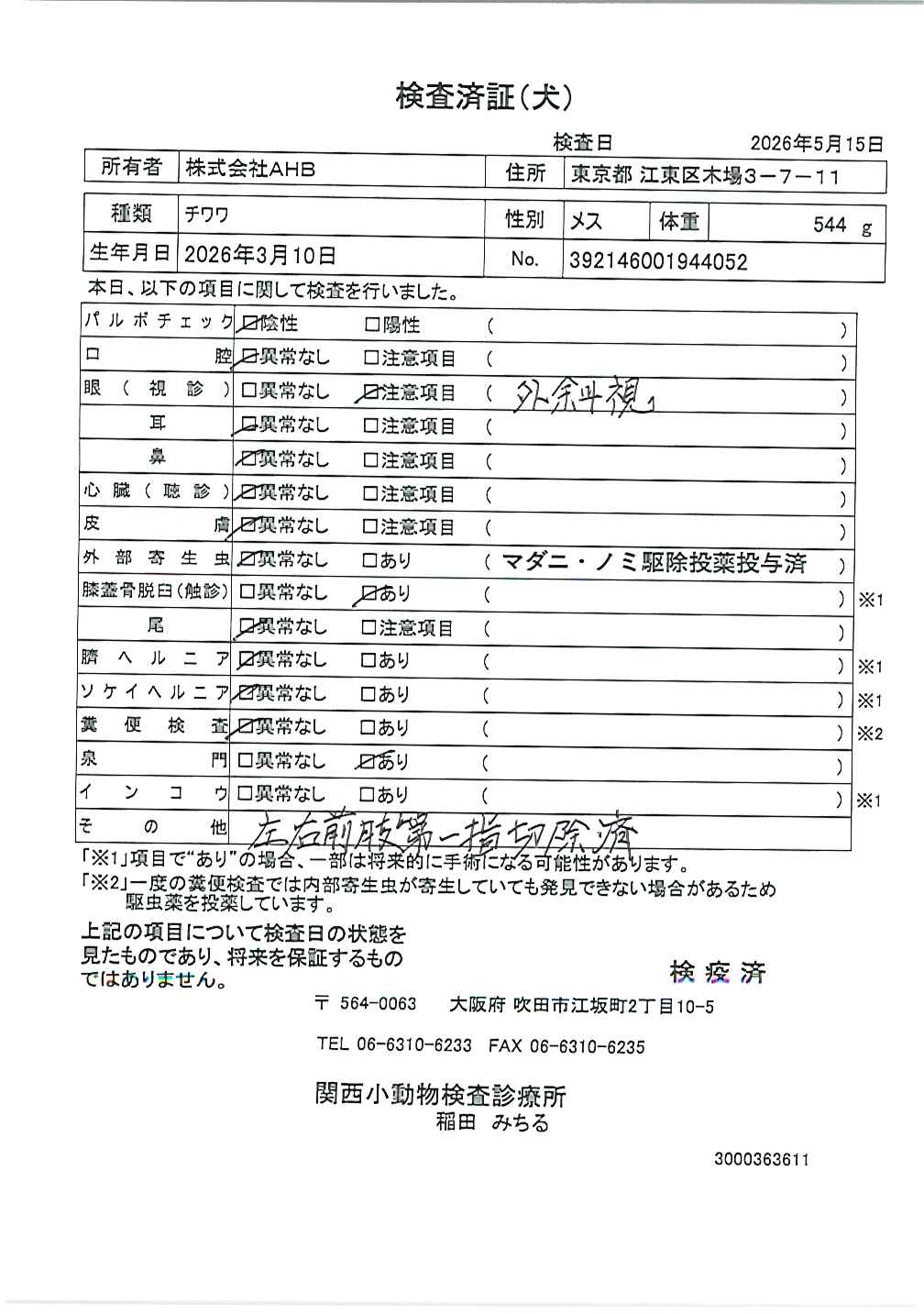 チワワ