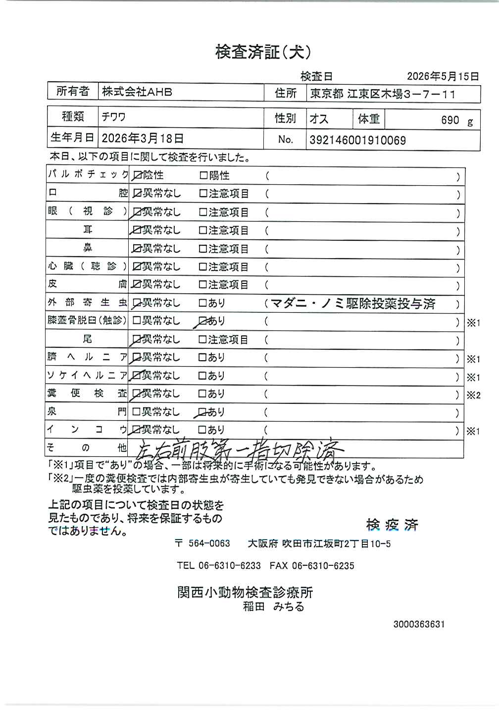チワワ