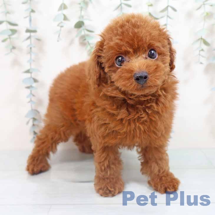 大阪府のトイプードル(トイ) (ペットプラス りんくう泉南店/2026年3月10日生まれ/男の子/レッドフォーン)の子犬の1枚目の画像