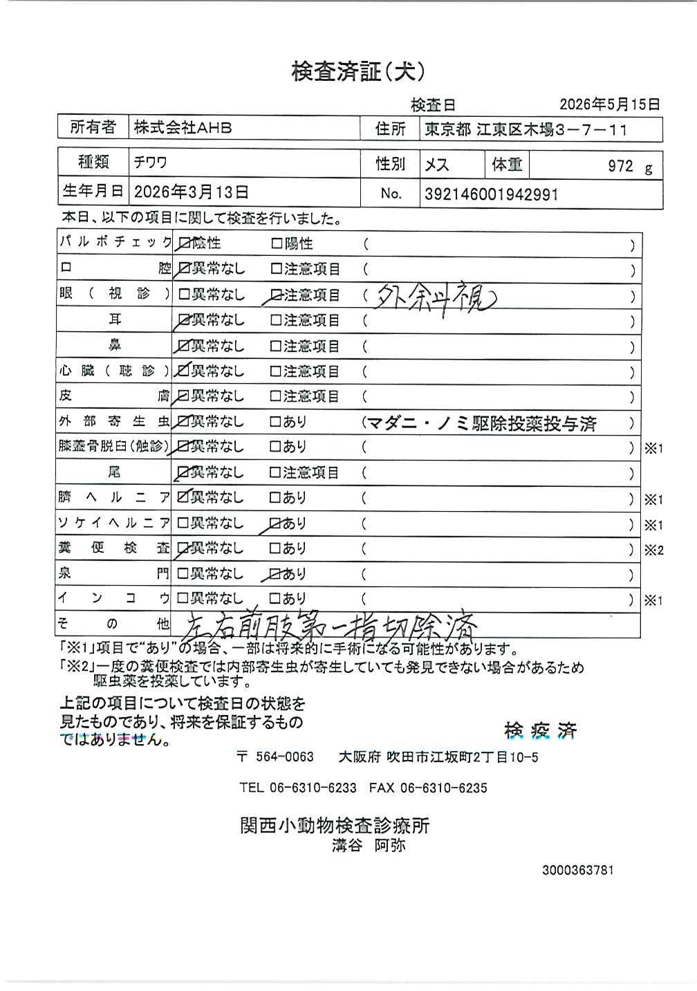 チワワ