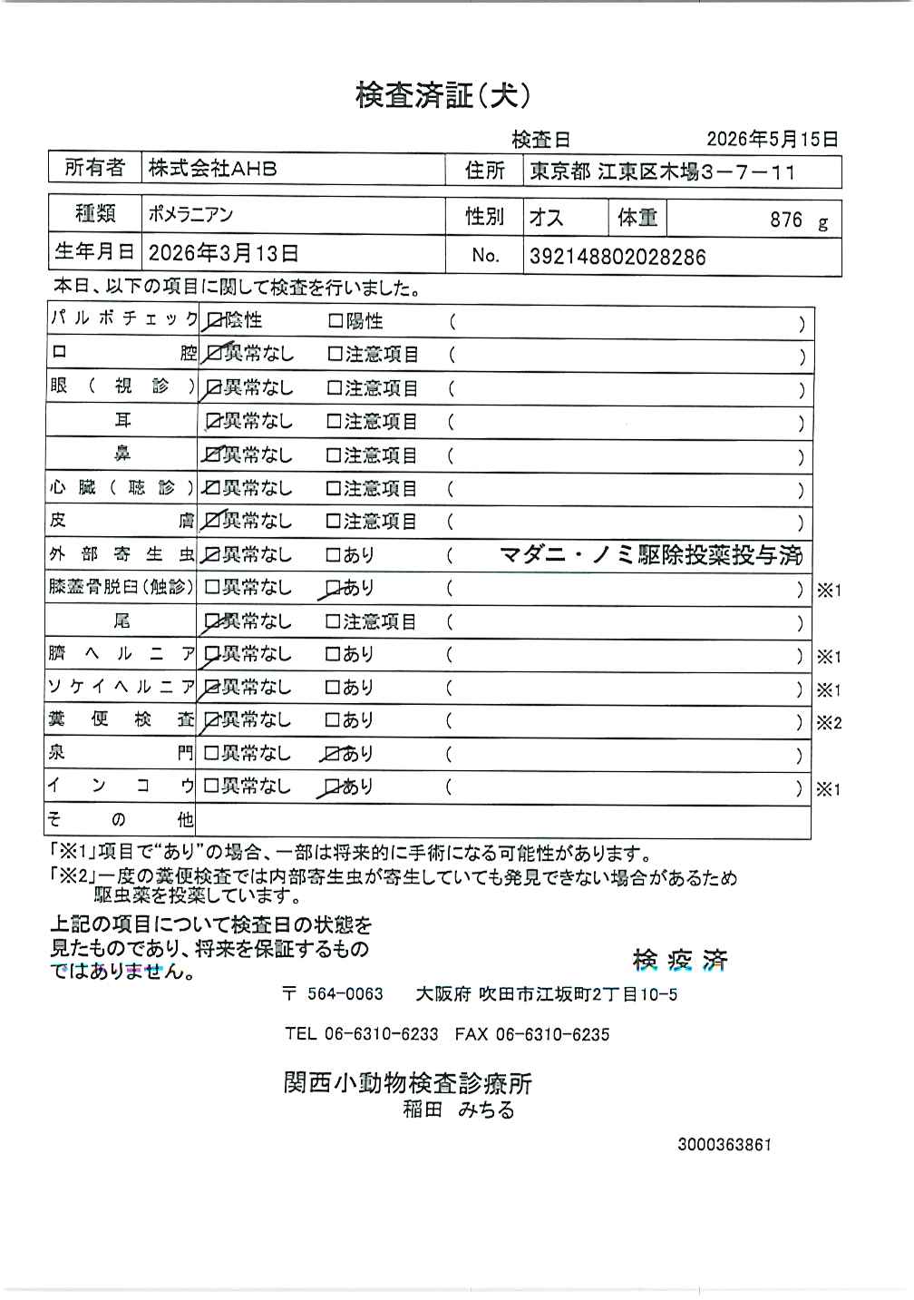 チワワ