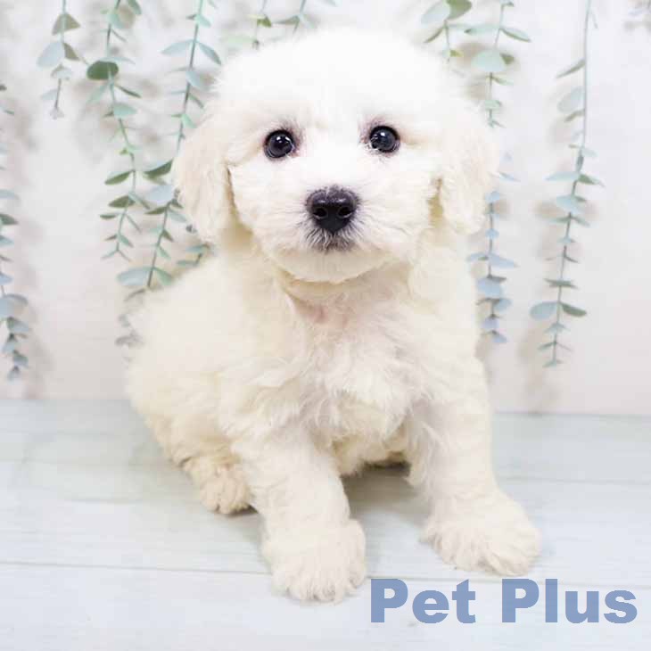 大阪府のビションフリーゼ (ペットプラス 鶴見店/2026年3月12日生まれ/男の子/ホワイト)の子犬の1枚目の画像