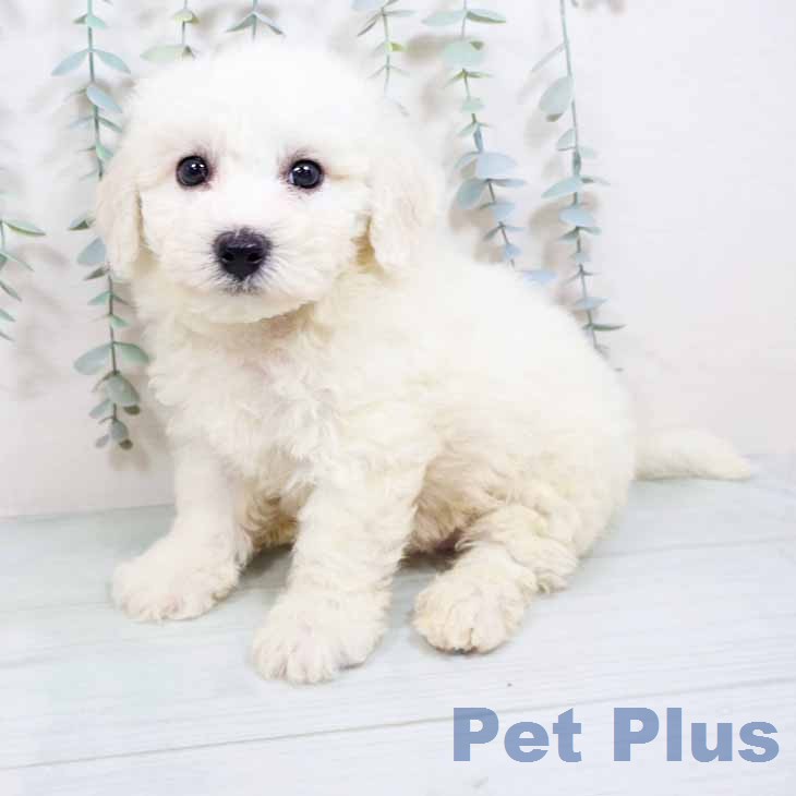 大阪府のビションフリーゼ (ペットプラス 鶴見店/2026年3月12日生まれ/男の子/ホワイト)の子犬の2枚目の画像