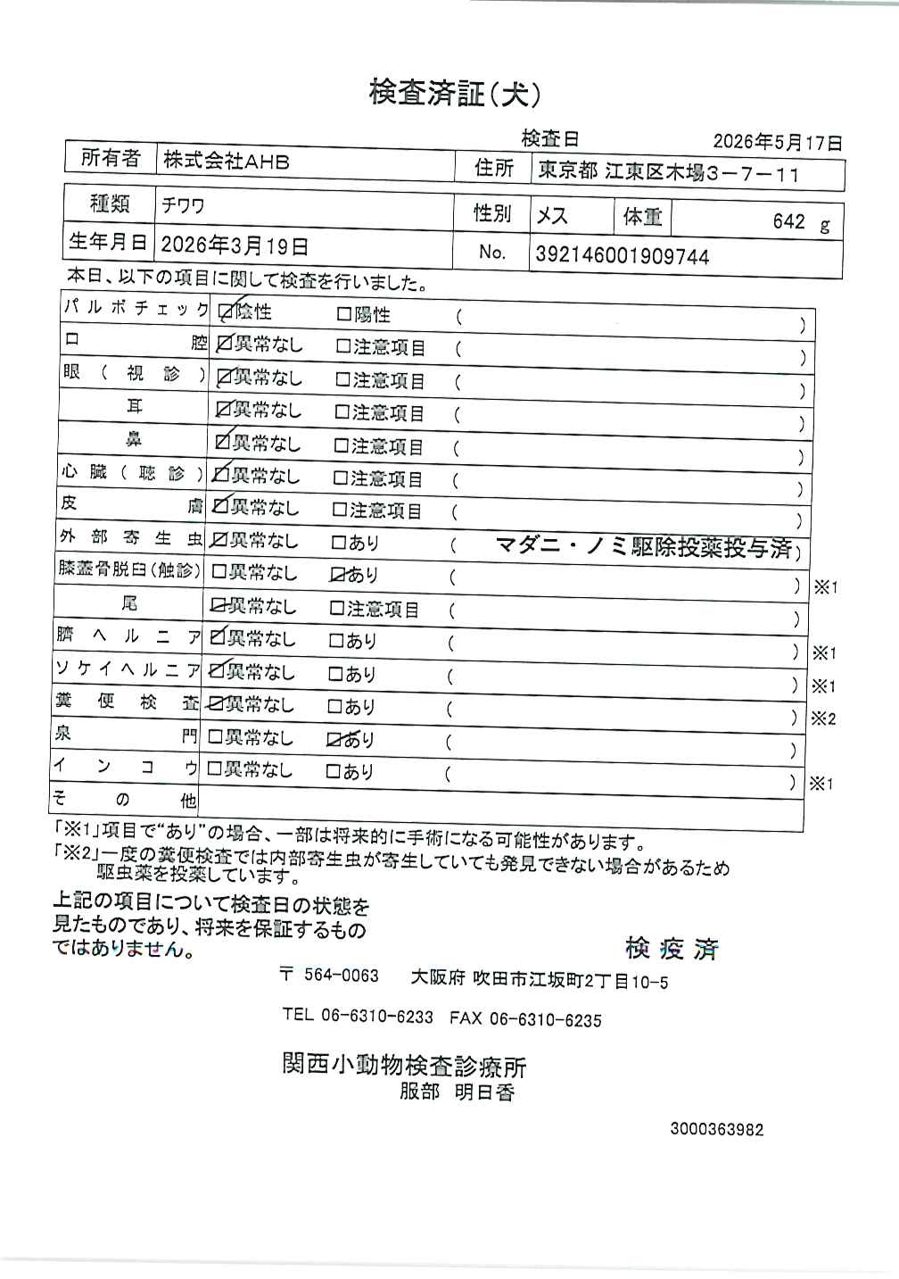 チワワ