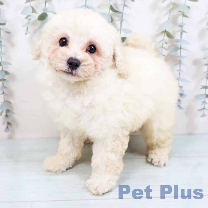 東京都のトイプードル(トイ) (ペットプラス むさし村山店/2026年3月19日生まれ/男の子/クリーム)の子犬の1枚目の画像