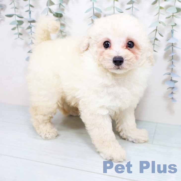 東京都のトイプードル(トイ) (ペットプラス むさし村山店/2026年3月19日生まれ/男の子/クリーム)の子犬の2枚目の画像
