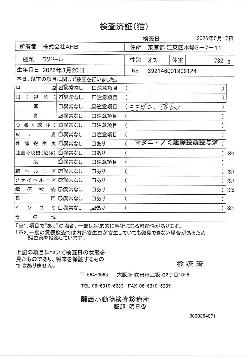 ラグドール